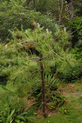 Himalayan pine - Pinus wallichiana himalaya