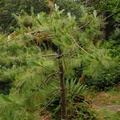Himalayan pine - Pinus wallichiana himalaya