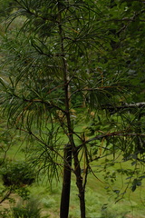 Pine Umbrella - Japan Sciadopitys verticullata