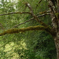Swedish Whitebeam - sorbus intermedia