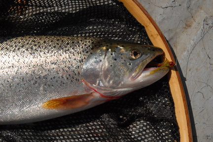 Quennell Lake cutthroat