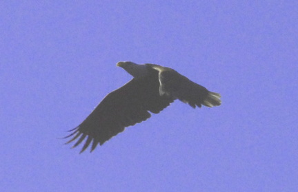 Shawnigan eagle