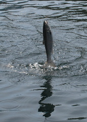 Jumping trout 1