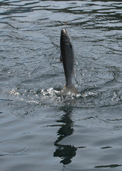Jumping_trout_1.jpg