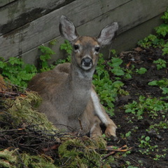 Deer in yard 1