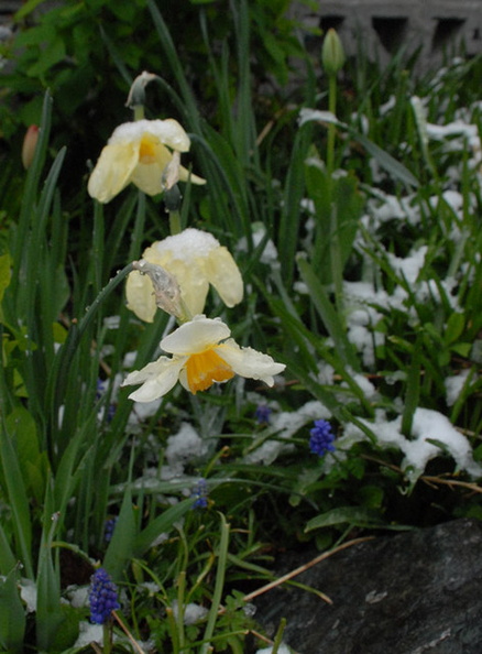 Spring_snow_4.jpg