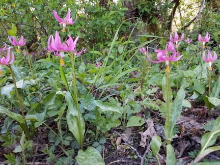 Fawn Lilies 1