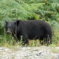 Black bear cub 2