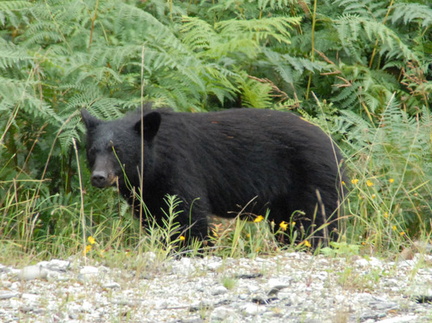 Black bear cub 2