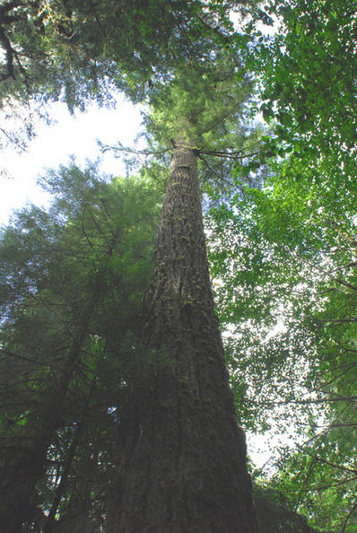 Giant_fir_tree.jpg