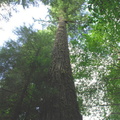Giant fir tree
