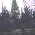 Golden Spruce 1
