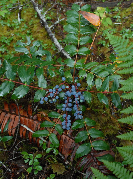 Oregon_grape_berries.jpg