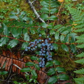 Oregon grape berries