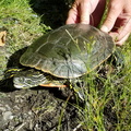 Painted turtle 1A