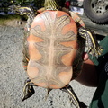 Painted turtle 3