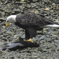 Bald eagle 13