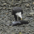 Bald eagle 14