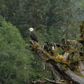 Bald eagle 2