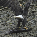 Bald eagle 20