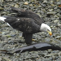 Bald eagle 21
