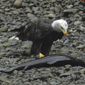 Bald eagle 22
