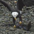 Bald eagle 26