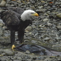 Bald eagle 27