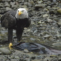 Bald eagle 29