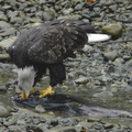 Bald eagle 31
