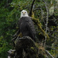 Bald eagle 5