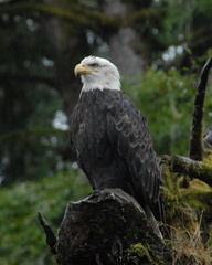 Bald eagle 9