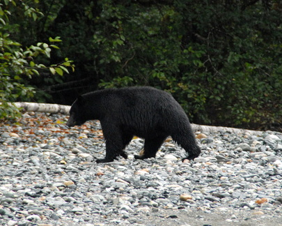 Black bear 1