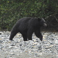 Black bear 2