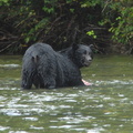 Black bear catching salmon 1