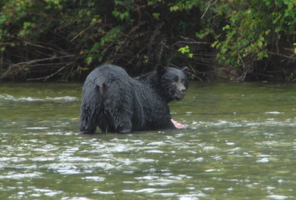 Black bear catching salmon 1