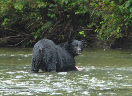 Black bear catching salmon 2
