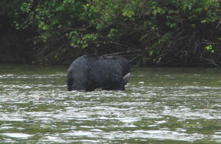 Black bear catching salmon 3