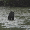Black bear hunting 1