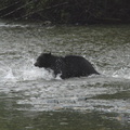Black bear hunting 2