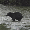 Black bear hunting 3