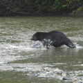 Black bear hunting 4
