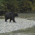 Black bear hunting 5
