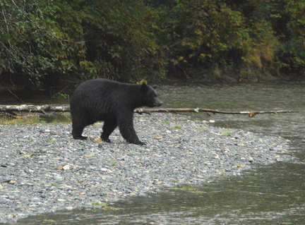 Black bear hunting 5