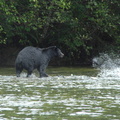 Black bear hunting 6