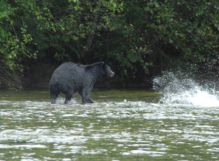 Black bear hunting 6