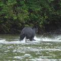 Black bear hunting 7