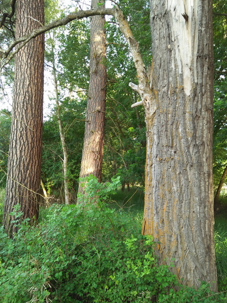 Cottonwoods_at_the_Victorian_2.jpg