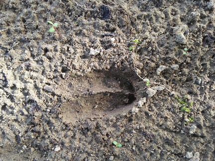 Deer track