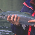 Kamloops trout